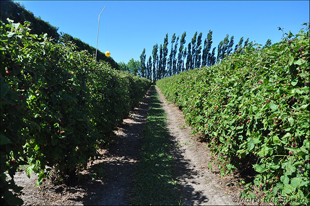 Campo de boysenberries, propiedad de Berry De'vine