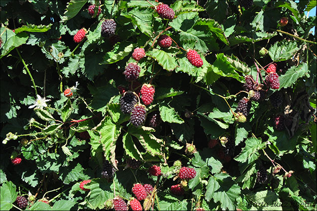 Viña de la boysenberry