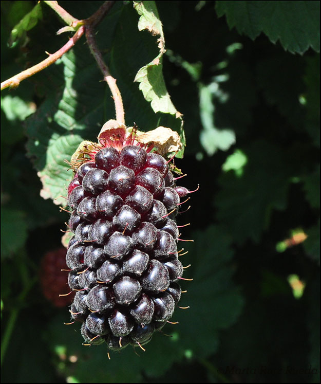 Boysenberry lista para coger