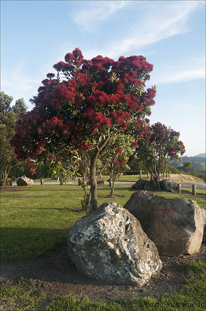 Pohutukawa en Whakatane