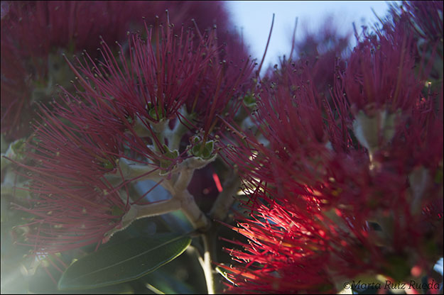 Flor del Pohutukawa