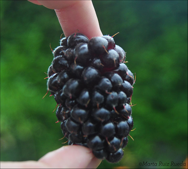 Boysenberry en primer plano