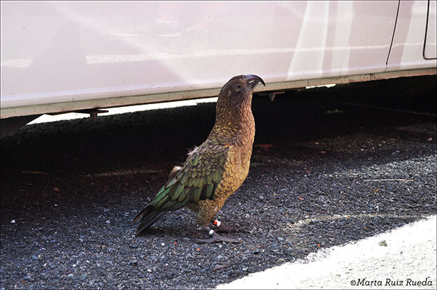 Uno de los simpáticos keas que nos encontramos en el camino