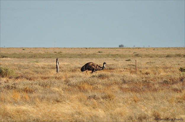 Emú paseando tranquilamente