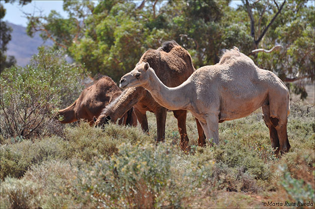 Camellos en el desierto