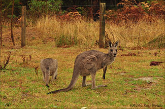 Abrir la puerta de la furgoneta y encontrarte a los colegas kangaroos