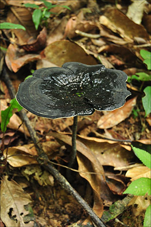 Una de las miles de setas que nacen con la humedad