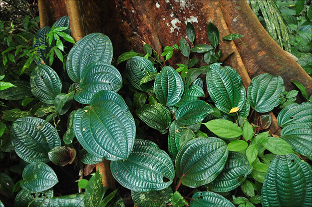 Curiosas hojas en la falda del árbol