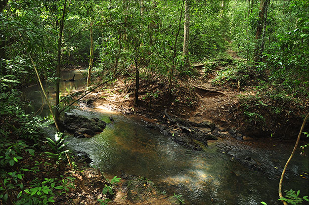 Paisaje por el interior de Taman Negara
