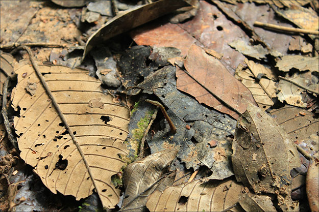 Las hambrientas sanguijuelas