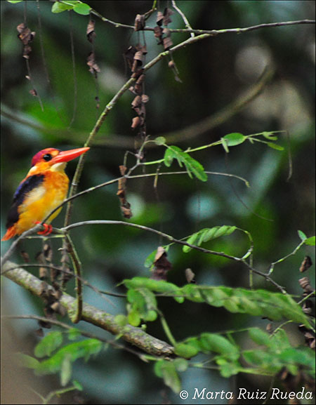Martín pescador naranja