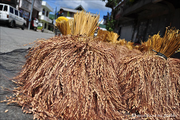 El arroz en el proceso de secado