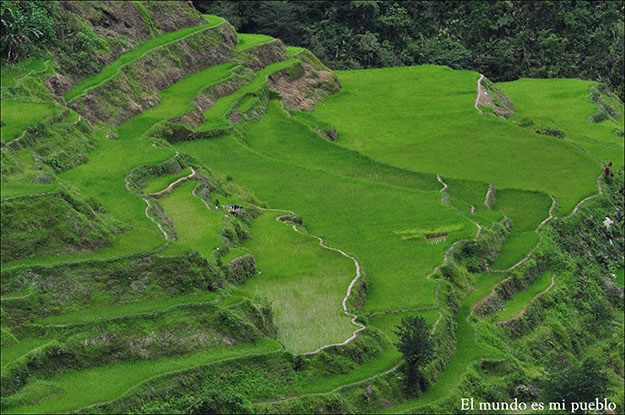 El verde intenso de los arrozales