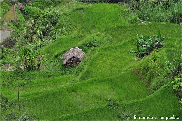 Las casas con el material de trabajo para labrar el arroz