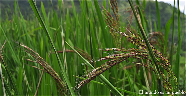 El arroz en la planta
