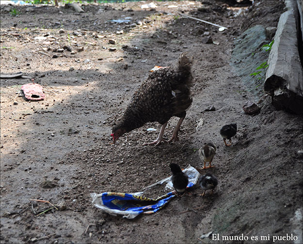 Las gallinas y sus crías pican lo que van encontrando por el suelo