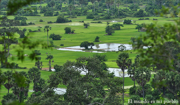 Arrozales en Angkor