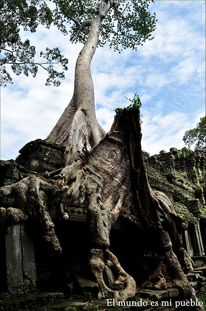 Uno de los árboles sobre el templo Ta Prohm