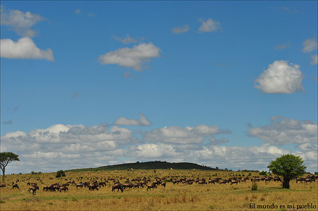 La sabana del Masai Mara salpicada por ñús y cebras